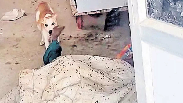 జడ్చర్లలో మృత దేహాన్ని ఛిద్రం చేసిన ఘటనలో నలుగురు అధికారులను తెలంగాణ ప్రభుత్వం సస్పెండ్ చేసింది. జడ్చర్లలో మృత దేహాన్ని ఛిద్రం చేసిన ఘటనలో నలుగురు అధికారులను తెలంగాణ ప్రభుత్వం సస్పెండ్ చేసింది.