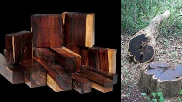 ఎర్ర చందనం దాటి అగర్వుడ్ మరియు ఆఫ్రికన్ బ్లాక్వుడ్ వంటి ప్రపంచంలోనే అత్యంత ఖరీదైన చెక్కలను కనుగొనండి ఎర్ర చందనం దాటి అగర్వుడ్ మరియు ఆఫ్రికన్ బ్లాక్వుడ్ వంటి ప్రపంచంలోనే అత్యంత ఖరీదైన చెక్కలను కనుగొనండి