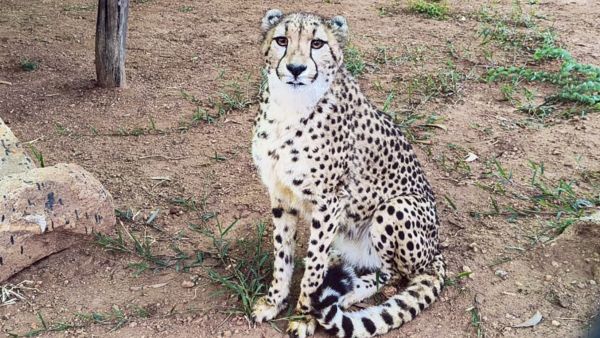 Cheetahs Land in Bengaluru Four Cheetahs from South Africa Arrive at Bannerghatta Biological Park for Conservation
