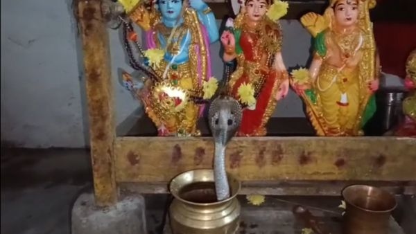 Divine or Deadly Massive Cobra Found Hissing Inside Puja Room Near Lord Rama Idols in Konaseema s Amalapuram