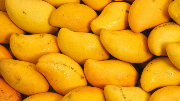 CP Sajjanar directs H-Fast teams to monitor adulterated mangoes and urges public to report violations CP Sajjanar directs H-Fast teams to monitor adulterated mangoes and urges public to report violations