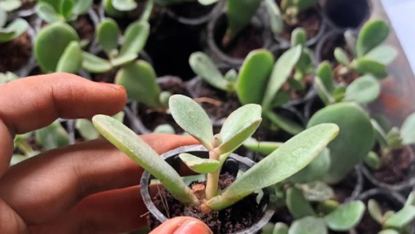 Vastu Tips it is not the Money Plant that brings wealth one should grow the Crassula plant instead