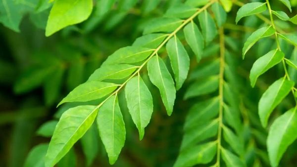 Sip Curry Leaves Tea A Powerhouse Herbal Brew for Digestion Metabolism and Weight Loss and More