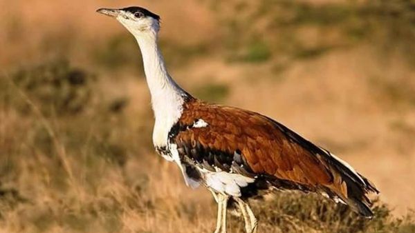 Godavan Protection How Solar Bird Diverters are Saving India s Heaviest Flying Bird from Extinction