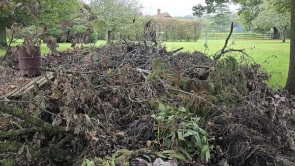 illusion-of-finding-dog-in-this-forest-photo-and-test-to-eyes-sharpness-also-for-memory-power-improv