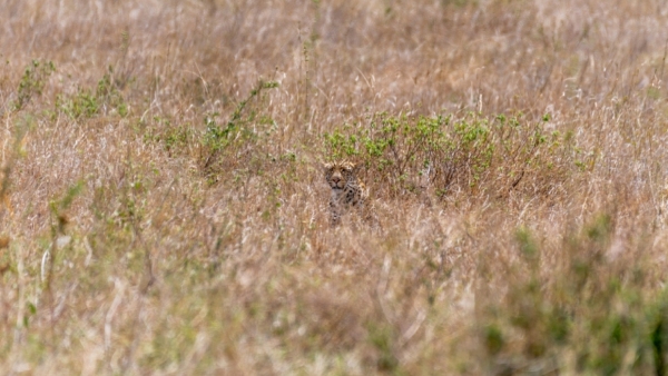 illusion-of-finding-tiger-in-this-forest-photo-and-test-to-eyes-sharpness-also-for-memory-power-impr