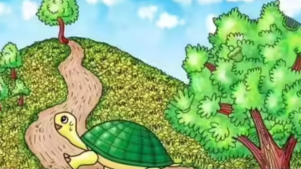 illusion-of-pizza-in-this-forest-photo-and-test-to-eyes-sharpness-also-for-memory-power-improvement