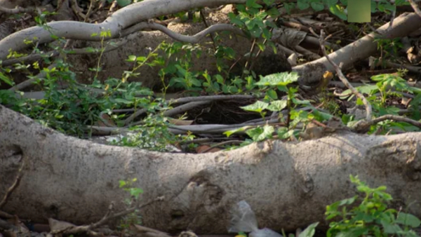 illusion-of-green-snake-in-this-forest-photo-and-test-to-eyes-sharpness-also-for-memory-power-improv