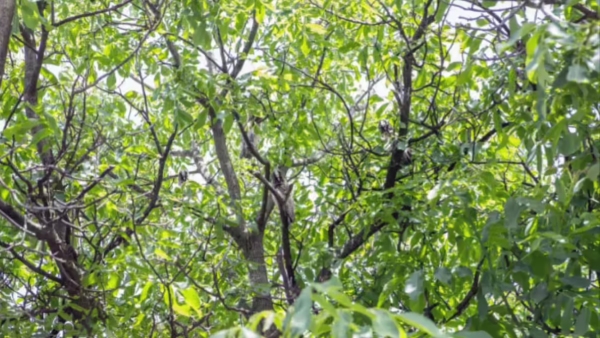 illusion-of-finding-owls-in-this-forest-photo-and-test-to-eyes-sharpness-also-for-memory-power-impro