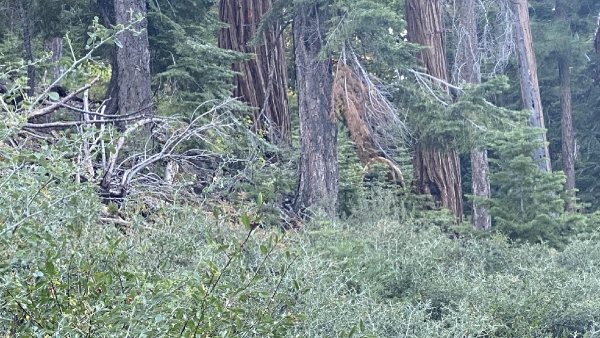 illusion-of-finding-bear-in-this-forest-photo-and-test-to-eyes-sharpness-also-for-memory-power-impro