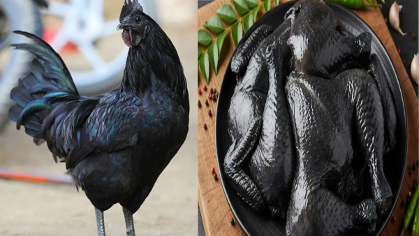 kadaknath-chicken-making-recipe-in-telugu-with-easy-steps-and-tips-for-serving-also-health-tips
