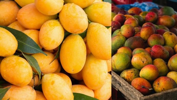 Mango Season Alert How to Spot Calcium Carbide Ripened Mangoes and Stay Safe From Chemical Health Hazards