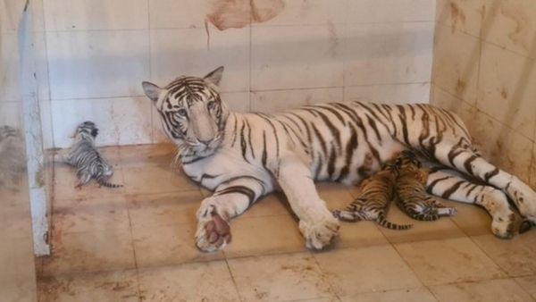 White Tigress Meera Gives Birth to Three Cubs in Gwalior Zoo One White and Two Royal Bengal Cubs White Tigress Meera Gives Birth to Three Cubs in Gwalior Zoo One White and Two Royal Bengal Cubs