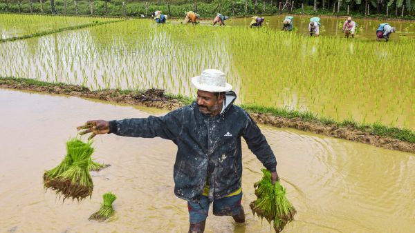 Farming Under Pressure Bank of Baroda Report Warns of Agricultural Slump Due to Sub-Normal Monsoon Season