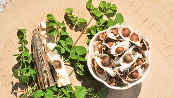 స్వచ్ఛమైన నీటి శాస్త్రవేత్తల కోసం మోరింగ విత్తనాలు 2026లో హానికరమైన మైక్రోప్లాస్టిక్‌లను తొలగించే సహజ మార్గాన్ని కనుగొన్నారు