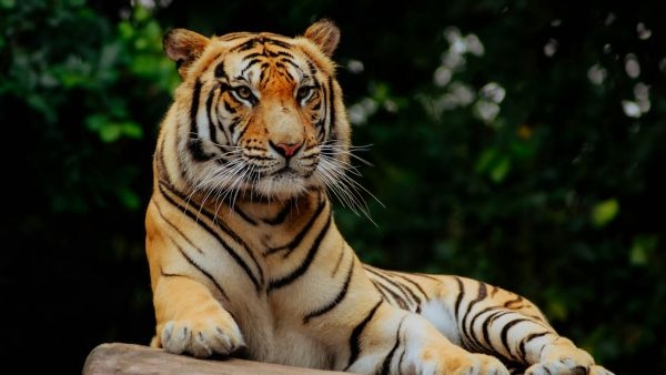 Telangana Tops Southern States in Forest Cover Surpasses National Average with Strong Wildlife Growth