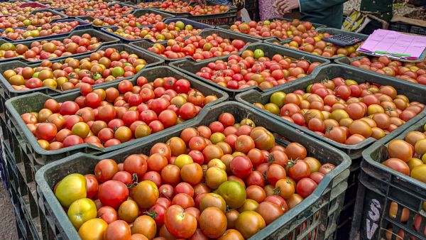 Tomato Prices Skyrocket to Rs 60 in Telugu States Common Man Shocked as Supply Dips Due to Summer