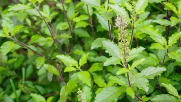 Sandalwood on Tulsi Leaves Attracts Wealth Protection Peace and Prosperity Enhances Positivity Sandalwood on Tulsi Leaves Attracts Wealth Protection Peace and Prosperity Enhances Positivity