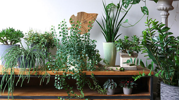 Vastu Tips According to principles if these plants grow in your home your wealth will continue to increase