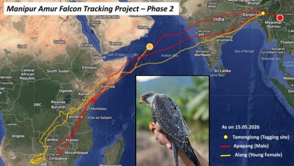 Amur Falcon Alang Incredible Spring Migration Small Raptor Flies 6000km Nonstop From Somalia to NE India