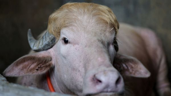 Rare Albino Buffalo Nicknamed Donald Trump Saved From Ritual Slaughter By Bangladesh Government Officials
