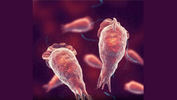The Brain-Eating Amoeba A Hidden Trojan Horse Threatening Global Health Amid Rising Temperatures