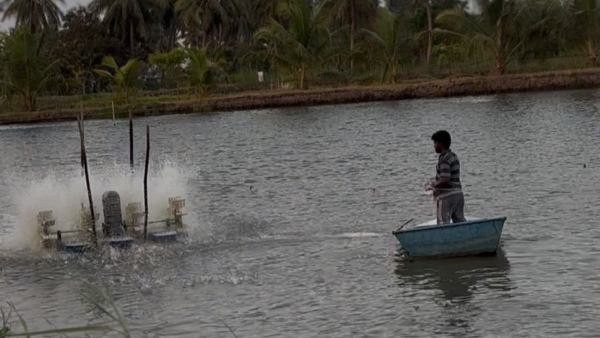 Godavari Prawn Farmers Reel Under Crashing Prices and Brutal Summer Heat Godavari Prawn Farmers Reel Under Crashing Prices and Brutal Summer Heat