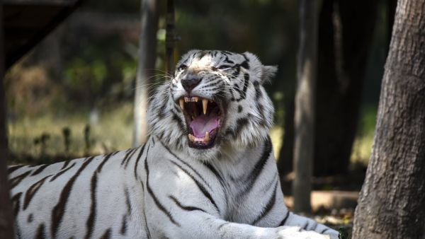 Global Boost For Big Cats Saudi Arabia To Join India-Led IBCA As 26th Member Summit On June 1-2