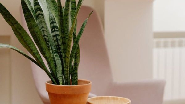 Snake Plant Placement in Home as Per Vastu Indoor Air Quality with the Low-Maintenance Benefits