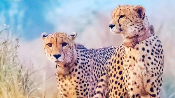 New Chapter In Wildlife Two Botswanan Cheetahs Released Into Open Forest At Kuno By MP CM Mohan Yadav New Chapter In Wildlife Two Botswanan Cheetahs Released Into Open Forest At Kuno By MP CM Mohan Yadav