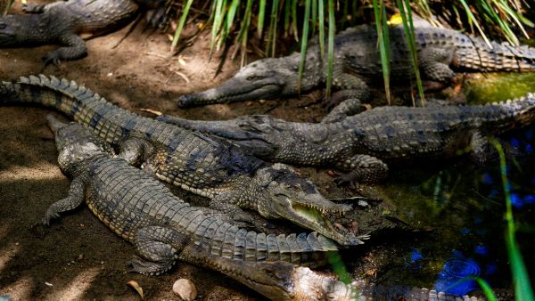 Mothers Day Special The Surprising Maternal Instincts Of Saltwater Crocodiles And Their Gentle Protection