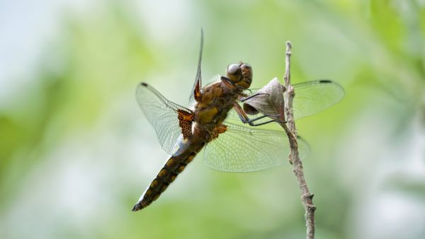 Ecological Warning Rare Dragonflies Facing Extinction In Western Ghats Due To Habitat Destruction