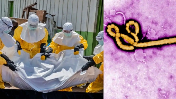 Ebola Vaccine on the Way Oxford University Researchers Working on First Vaccine for Rare Strain Ebola Vaccine on the Way Oxford University Researchers Working on First Vaccine for Rare Strain