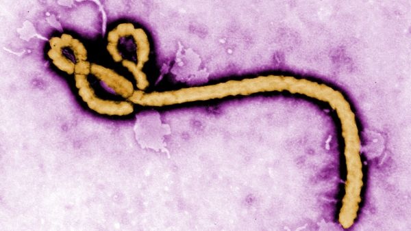Ebola Outbreak Trump Administration Bans Foreign Travelers From Three African Nations Over Rising Cases Ebola Outbreak Trump Administration Bans Foreign Travelers From Three African Nations Over Rising Cases