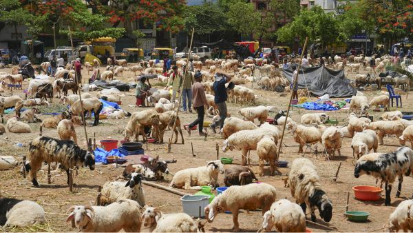 Moradabad Heatwave Crisis Healthy Goats Fall Ill Ahead of Bakrid Festival Vets Advise Extra Fluid Intake Moradabad Heatwave Crisis Healthy Goats Fall Ill Ahead of Bakrid Festival Vets Advise Extra Fluid Intake
