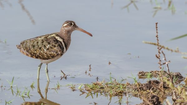 Rare Greater Painted Snipe Bird Spotted In Mancherial Exhibiting Unique Role Reversal In Chick Rearing