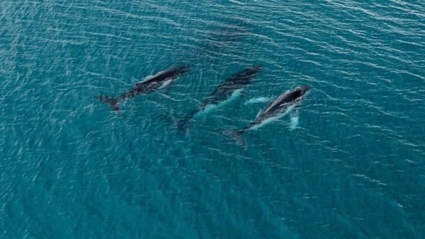 Humpback Whales Break World Record Traveling 15000 Kilometers Between Australia and Brazil Scientists Shocked Humpback Whales Break World Record Traveling 15000 Kilometers Between Australia and Brazil Scientists Shocked