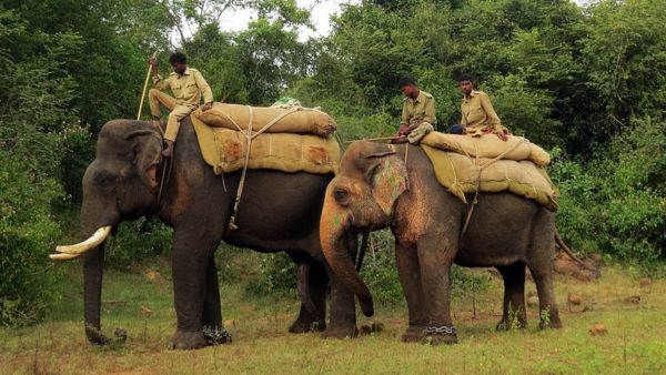 DNA Tests for Kounseeya s Kumki Elephants Forest Department to Issue Aadhaar-Like ID Cards for Jumbos DNA Tests for Kounseeya s Kumki Elephants Forest Department to Issue Aadhaar-Like ID Cards for Jumbos