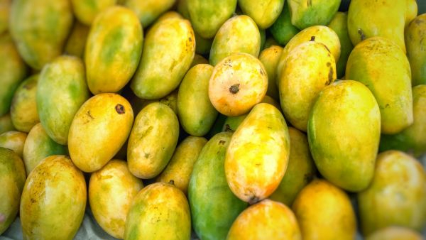 Japan Bans Indian Mango Imports For 2026 Season Citing Crucial Tech Faults In VHT Fumigation Facilities Japan Bans Indian Mango Imports For 2026 Season Citing Crucial Tech Faults In VHT Fumigation Facilities