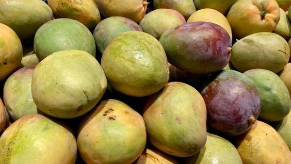 Indian Kesar Mangoes Hit Seattle Costco Shelves as Mango Diplomacy Tastes Success in United States Market