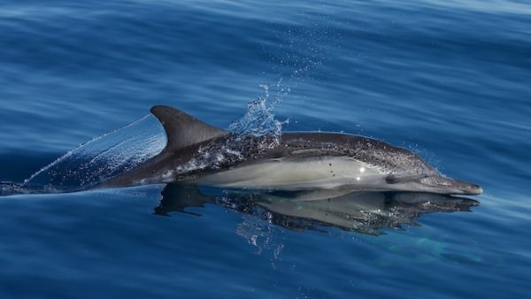 The Secret World of Military Dolphins Pentagon Addresses Speculations on Kamikaze Jumbos in Hormuz