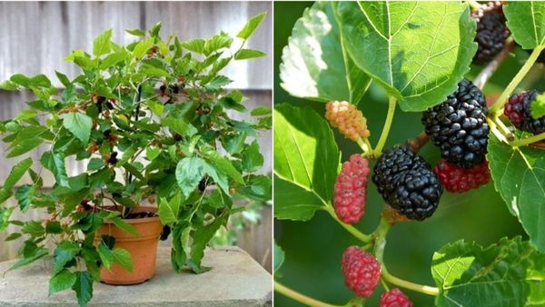 Invite Positive Energy and Prosperity with the Auspicious Mulberry Plant Vastu a Magnet for Wealth Invite Positive Energy and Prosperity with the Auspicious Mulberry Plant Vastu a Magnet for Wealth