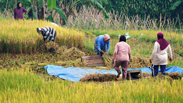 Revolution in Rice Farming Scientists Discover HMGB1 Gene for Drought-Resistant Rice Crops Revolution in Rice Farming Scientists Discover HMGB1 Gene for Drought-Resistant Rice Crops