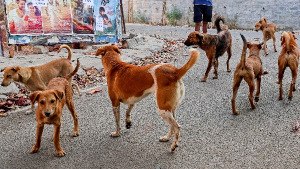 Supreme Court Upholds Shelter Confinement for Stray Dogs Public Places Refuses To Modify Directions Supreme Court Upholds Shelter Confinement for Stray Dogs Public Places Refuses To Modify Directions