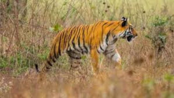 Tiger Attack Kills Four Women In Maharashtra Chandrapur villagers in fear about tigers Tiger Attack Kills Four Women In Maharashtra Chandrapur villagers in fear about tigers