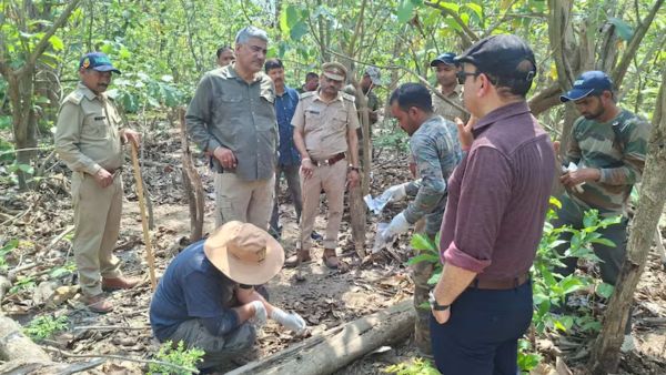 Shocking Wildlife Crime Two Innocent Tiger Cubs Poisoned And Paws Chopped Off By Poachers In India