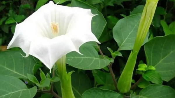 ummetta akula kura cooked by a women after watching instagram reels you know what happened