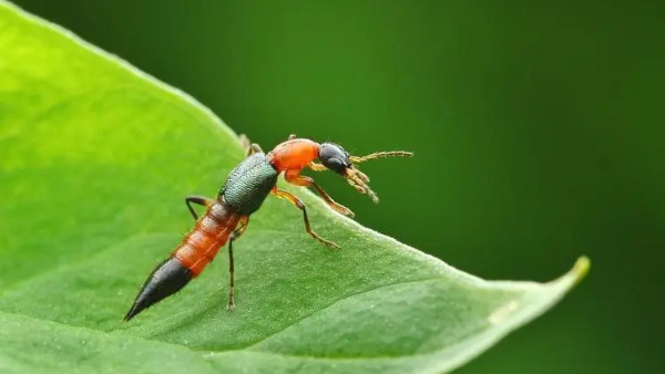 Acid beetles fear in ap acid beetles are causing distress among nursery workers in East Godavari district