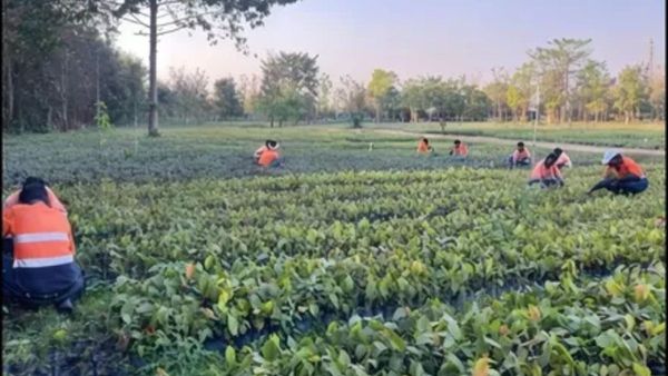Adani Enterprises Plants 16 Lakh Trees In Chhattisgarh Mine To Prove Responsible Mining Is A Reality Adani Enterprises Plants 16 Lakh Trees In Chhattisgarh Mine To Prove Responsible Mining Is A Reality
