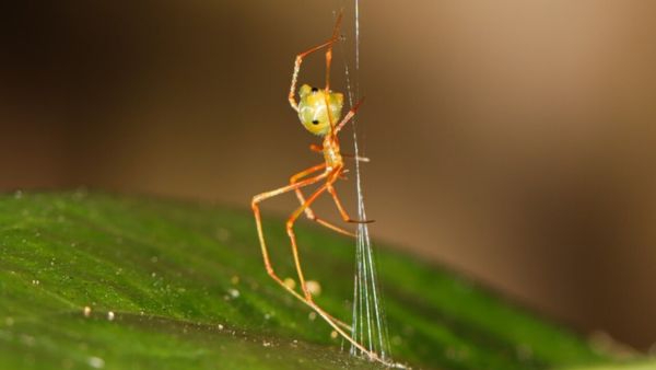 Meet the Ballista Spider The Unique Rainforest Predator That Uses a Silk Catapult to Hunt Dangerous Ants